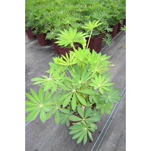 Lupin 'legendary blue shades' taille du pot - en pot de 3 litres