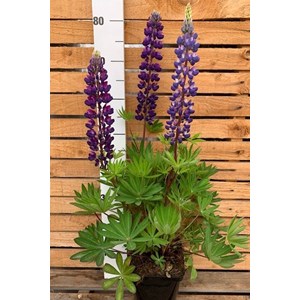 Lupin 'legendary blue shades' taille du pot - en pot de 3 litres