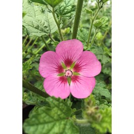Mauve du cap 'lady in pink' taille du pot - en pot de 3 litres