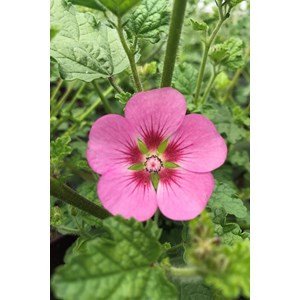 Mauve du cap 'lady in pink' taille du pot - en pot de 3 litres