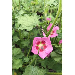 Mauve du cap 'lady in pink' taille du pot - en pot de 3 litres
