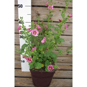 Mauve du cap 'lady in pink' taille du pot - en pot de 3 litres