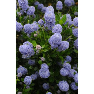 Lilas de californie 'skylark' taille du pot - en pot de 5 litres