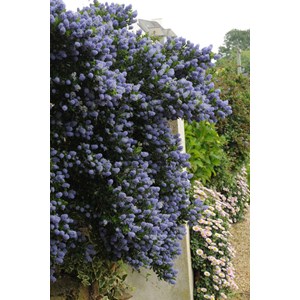 Lilas de californie 'skylark' taille du pot - en pot de 5 litres