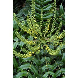 Mahonia 'winter sun' taille du pot - en pot de 5 litres