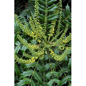 Mahonia 'winter sun' taille du pot - en pot de 5 litres