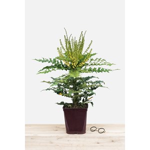 Mahonia 'winter sun' taille du pot - en pot de 5 litres