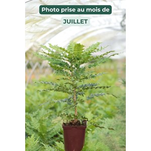 Mahonia 'winter sun' taille du pot - en pot de 5 litres
