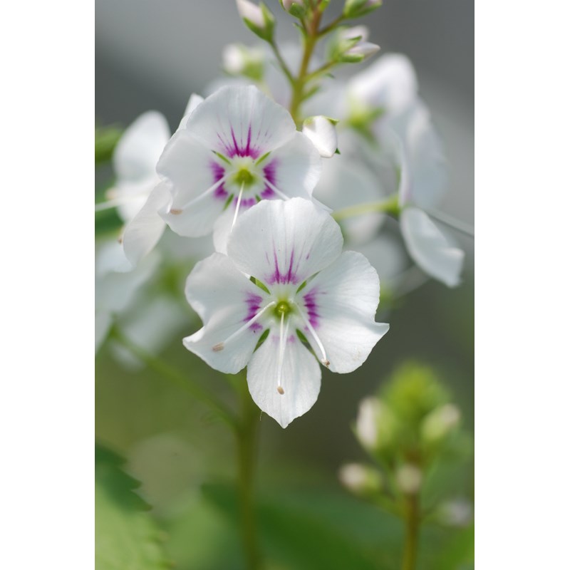 Roué Pépinières - Parahebe 'avalanche' taille du pot - en pot de 3 litres