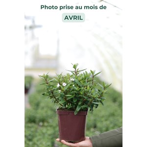 Parahebe 'avalanche' taille du pot - en pot de 3 litres