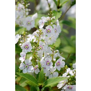 Parahebe 'avalanche' taille du pot - en pot de 3 litres