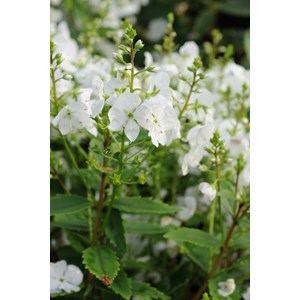 Parahebe 'avalanche' taille du pot - en pot de 3 litres