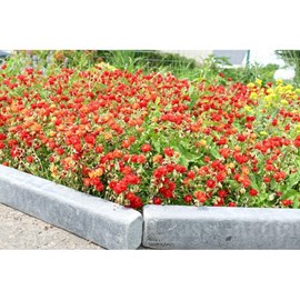 Bordure ardoise patinée xl 50 cm - pack 30 pièces - 15 mètres