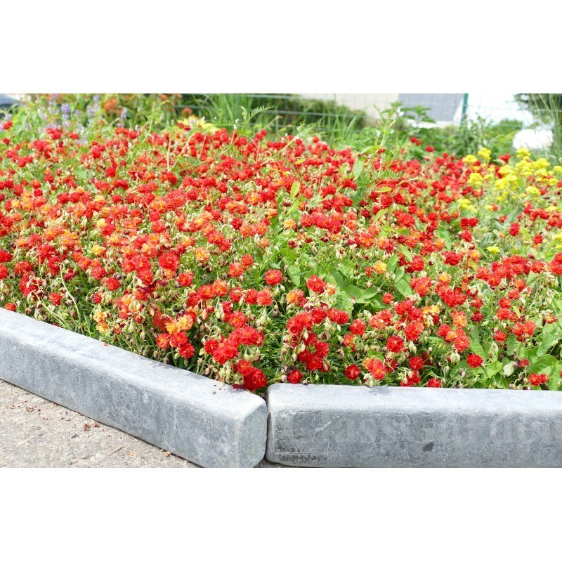Classgarden - Bordure ardoise patinée xl 50 cm - pack 6 pièces - 3 mètres