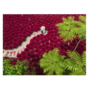 Puzzle 500 pieces un ocean rouge