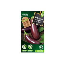 Aubergine violette de barbentane