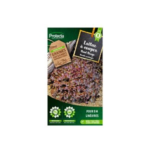 Laitue à couper red salad bowl