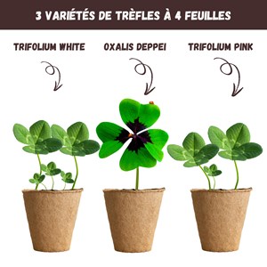 Nopalia® kit trèfle à 4 feuilles porte-bonheur