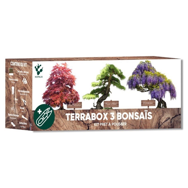 Kit bonsaï prêt à pousser – graines 100% biologiques