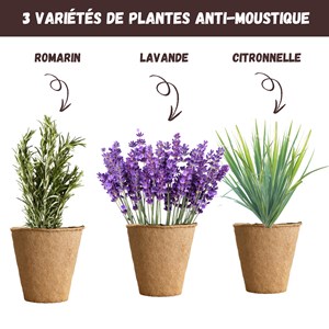 Kit plantes anti-moustique – citronnelle, lavande & romarin – répulsif naturel