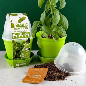 Pot cloche de culture basilic bio