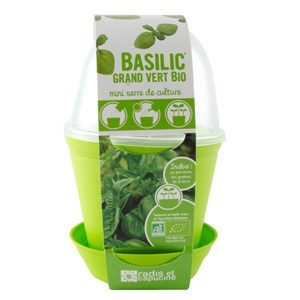Pot cloche de culture basilic bio