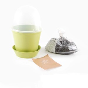 Pot cloche de culture basilic bio