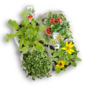 Atelier jardinage enfant mini potager