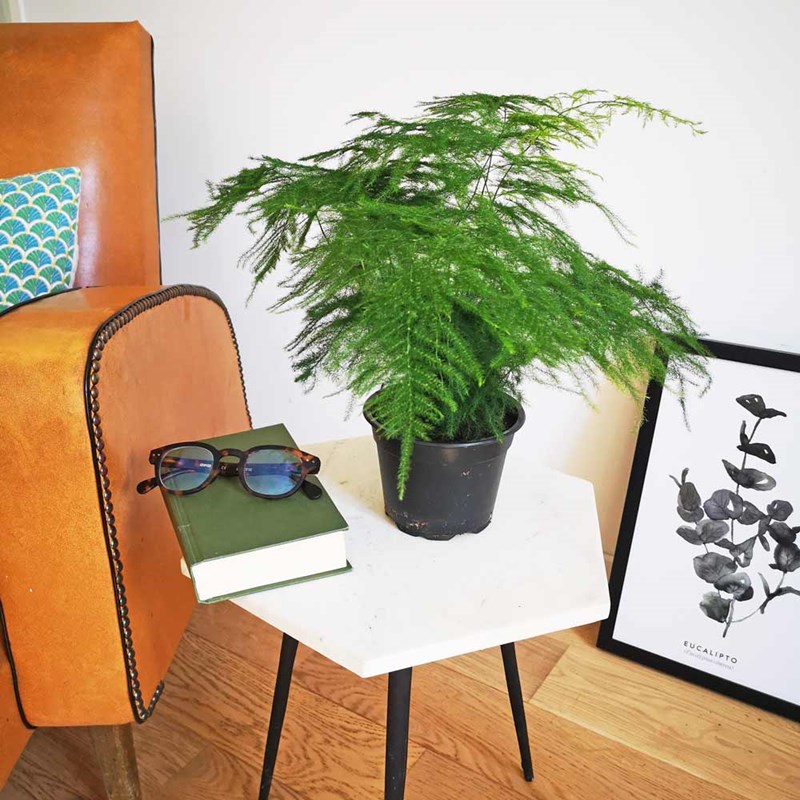 Aspargus plumosus sans cache-pot