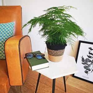 Aspargus plumosus sans cache-pot