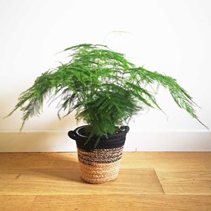 Aspargus plumosus sans cache-pot