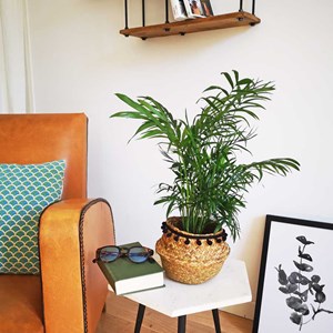 Petit palmier d'intérieur sans cache-pot