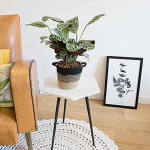 Calathea amabilis sans cache-pot