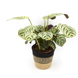Calathea amabilis sans cache-pot
