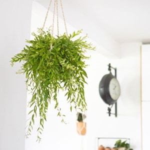 Plante pour suspension : aeschynanthus