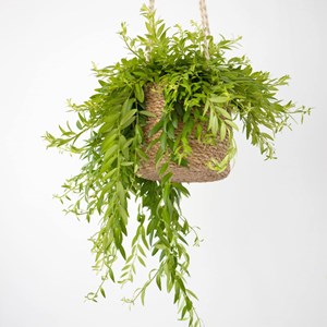Plante pour suspension : aeschynanthus