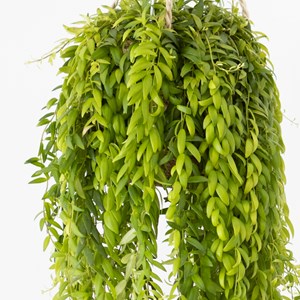 Plante pour suspension : aeschynanthus