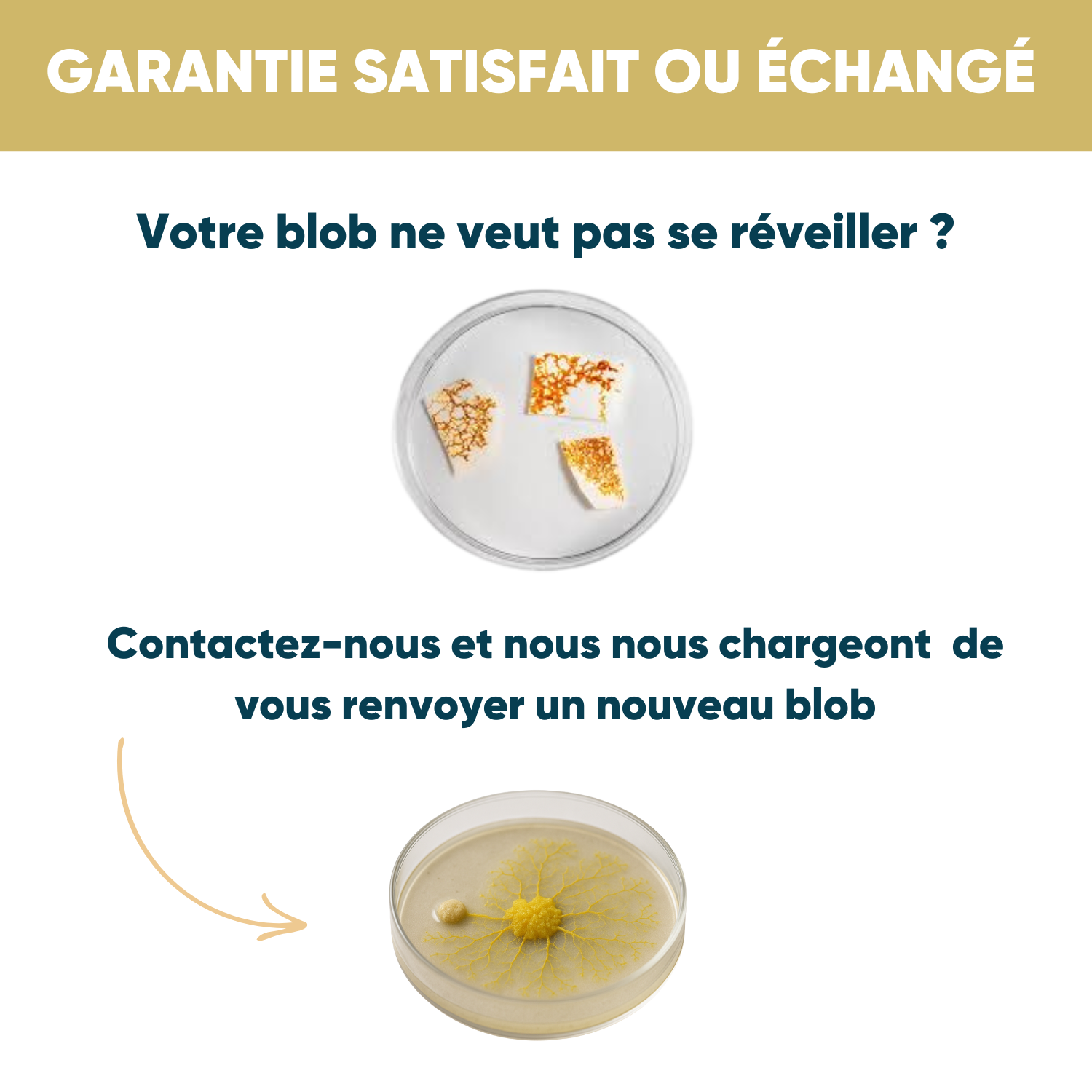 Albert® Kit Blob Vivant – Expérience Scientifique En 24h – Tout Inclus – Dès 5 Ans