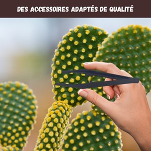 Nopalia® kit cactus - mini kit prêt à pousser  - plantes grasses déco intérieure