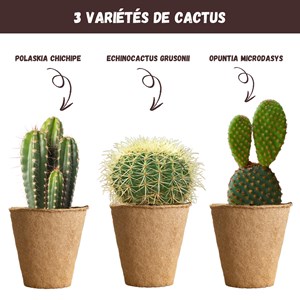 Nopalia® kit cactus - mini kit prêt à pousser  - plantes grasses déco intérieure