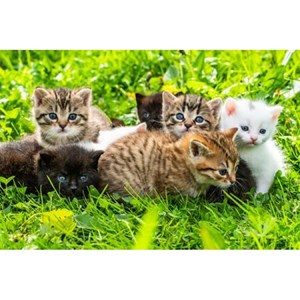 Puzzle 1000 pièces groupe de chatons