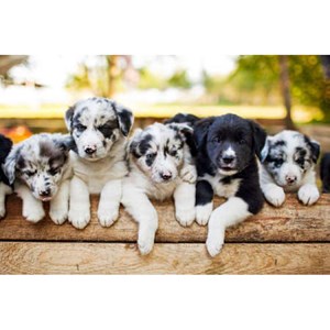 Puzzle 1000 pièces chiot border collier