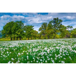 Puzzle 500 pièces clairière fleurie