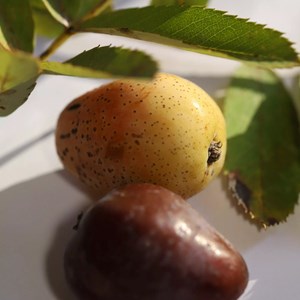 Bougie votive 80g souvenir du verger