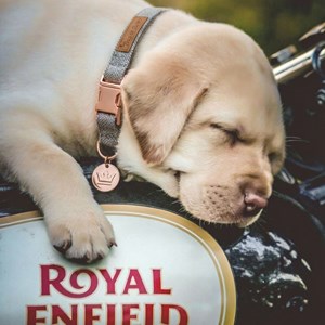 Set pour chien en tweed marron: collier réglable, laisse, porte-sacs taille s