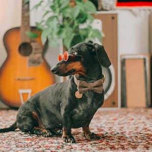 Set pour chien en tweed marron: collier réglable, laisse, porte-sacs taille m