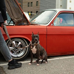 Set pour chien en tweed marron: collier réglable, laisse, porte-sacs taille m