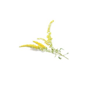 Verge d'or (solidago canadensis) - huile essentielle bio - 5ml garantie chromace
