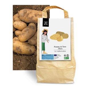 Pomme de terre allians