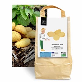 Pomme de terre charlotte